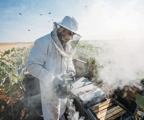 Beekeeper working collect honey